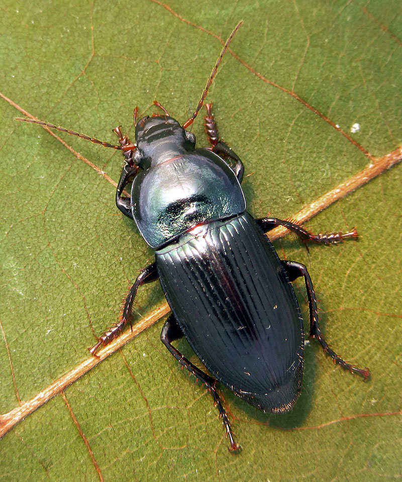 Carabidae: Harpalus dimidiatus